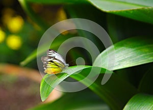 Pioneer White butterfly on the leaf photo